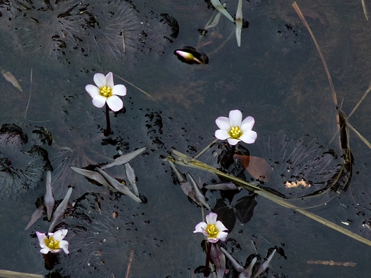 {Cabomba caroliniana}